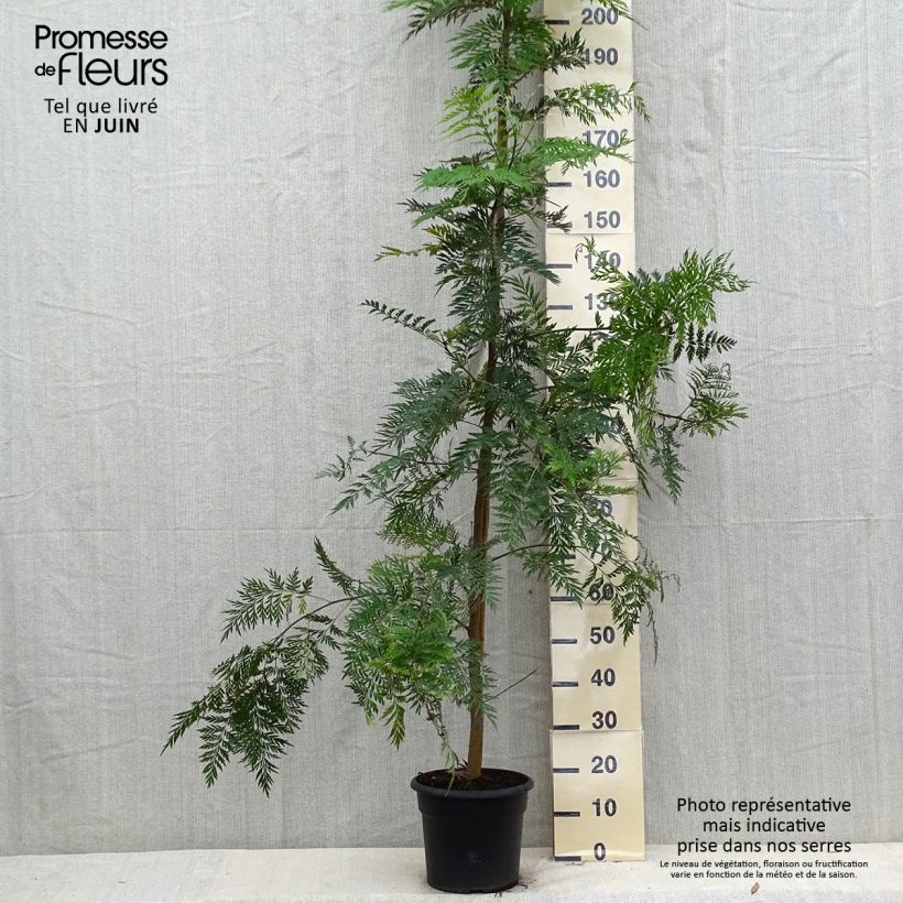 Exemplar von Grevillea robusta - Silbereiche Topf mit 7,5L/10L wie im Sommer geliefert