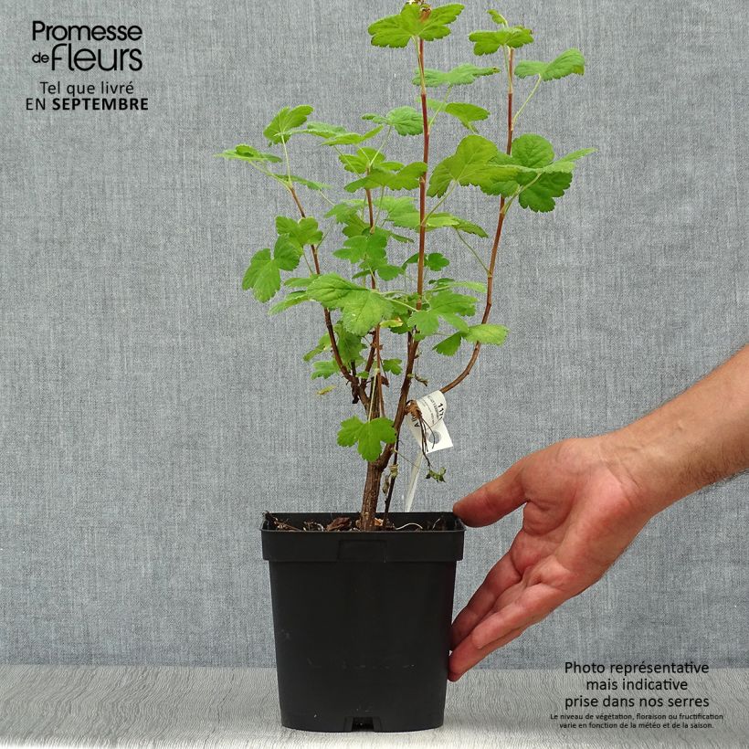 Exemplar von Blut-Johannisbeere Red Bross - Ribes sanguineum Topf mit 2L/3L wie im Herbst geliefert