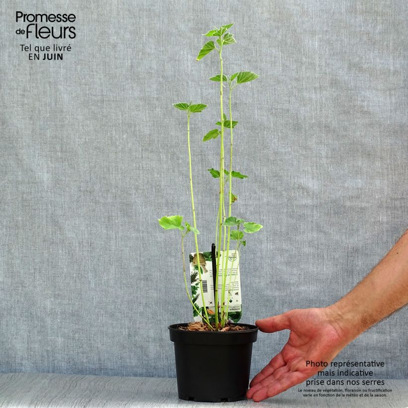 Exemplar von Echter Eibisch - Althaea officinalis Topf mit 1,5L/2L wie im Sommer geliefert