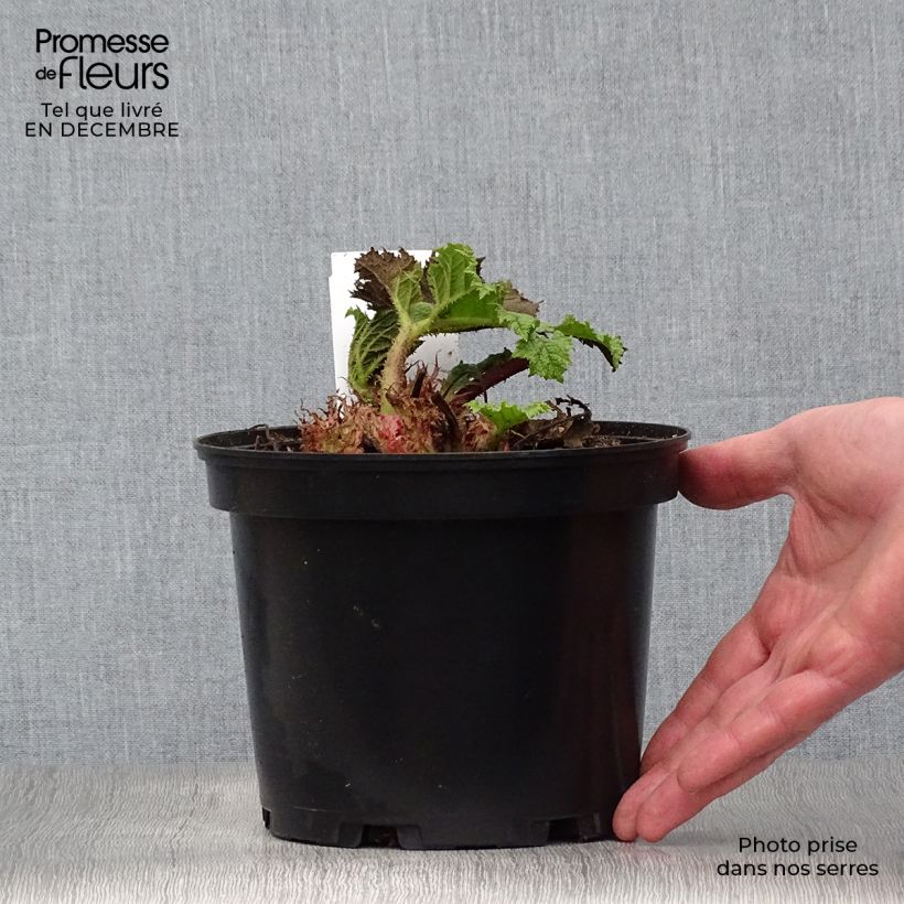 Exemplar von Gunnera manicata - Riesenrhabarber Topf mit 2L/3L wie im Winter geliefert