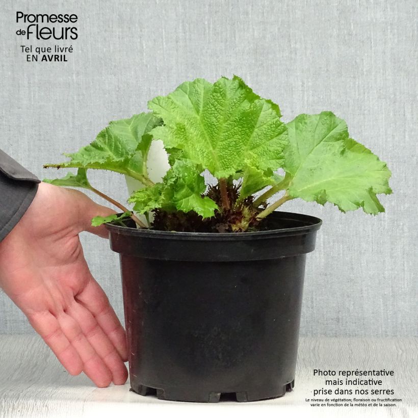Exemplar von Gunnera manicata - Riesenrhabarber Topf mit 2L/3L wie im Frühjahr geliefert