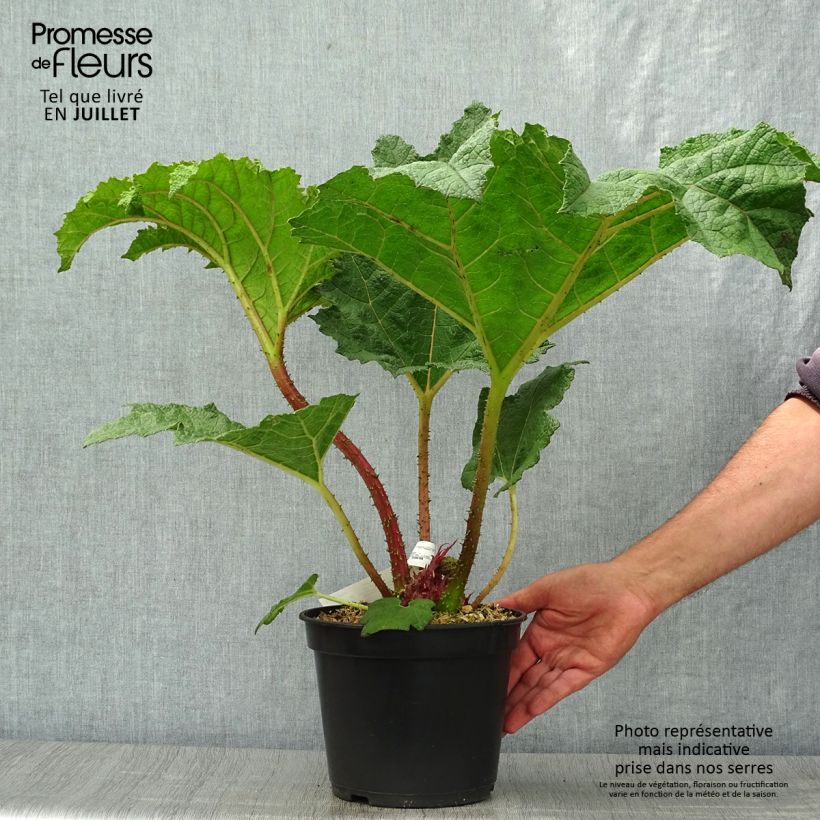 Exemplar von Gunnera manicata - Riesenrhabarber Topf mit 3L/4L wie im Sommer geliefert
