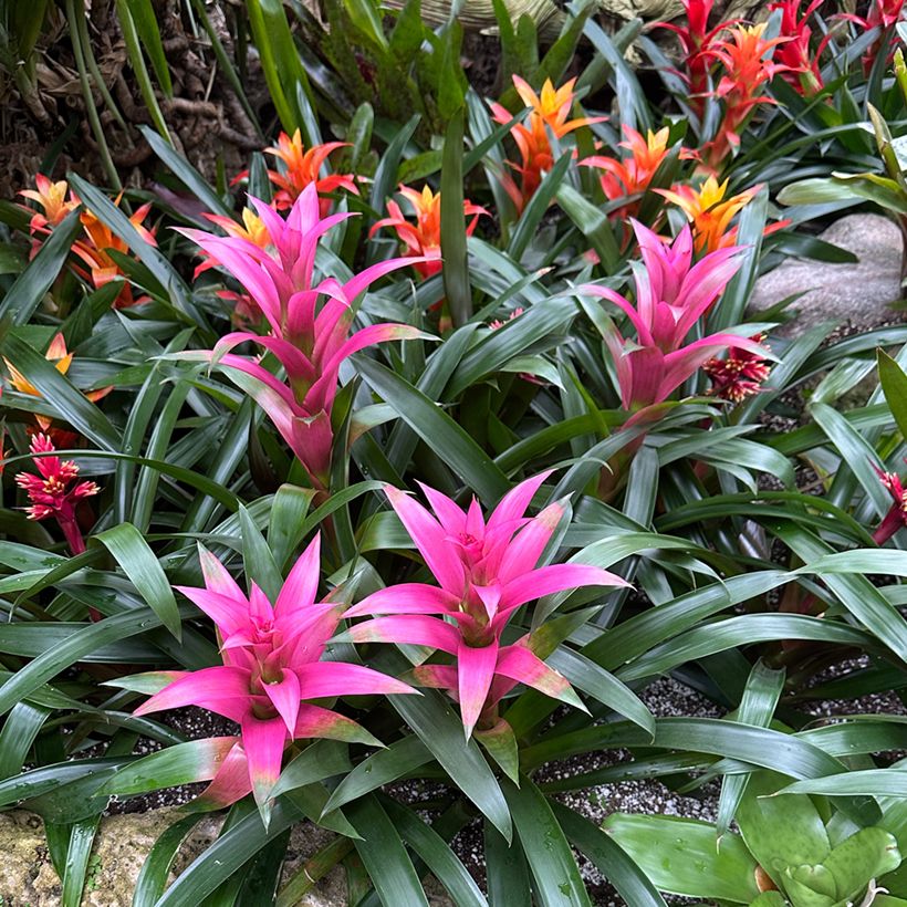 Guzmania Alerta (Hafen)