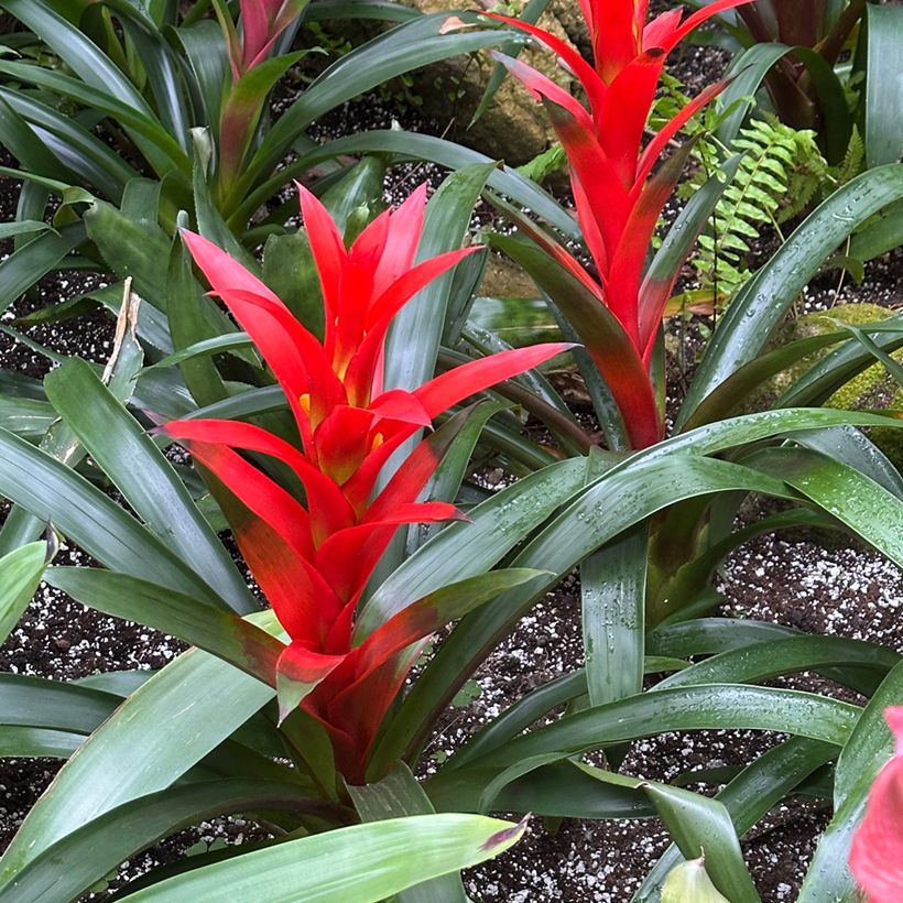 Guzmania Calypso (Hafen)