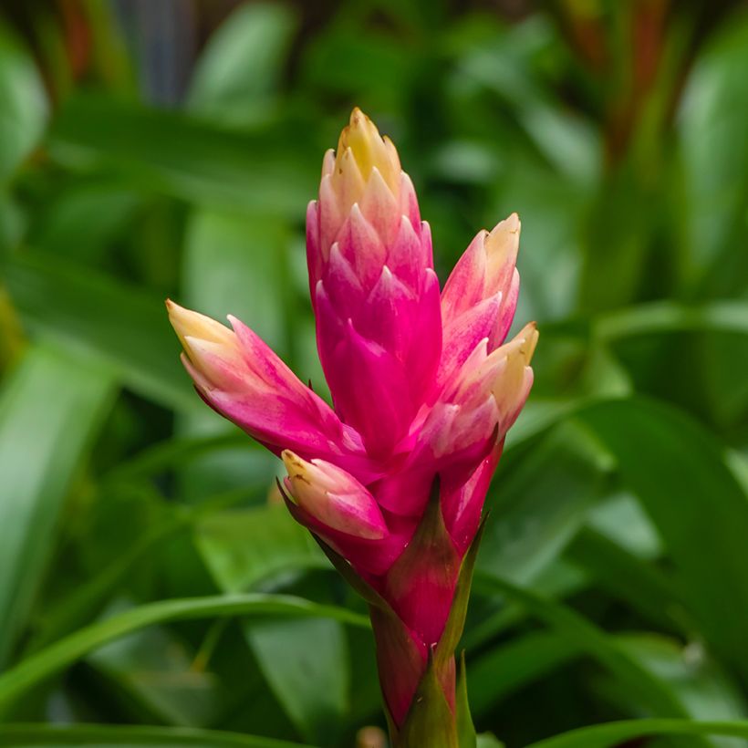 Guzmania Candy (Blüte)