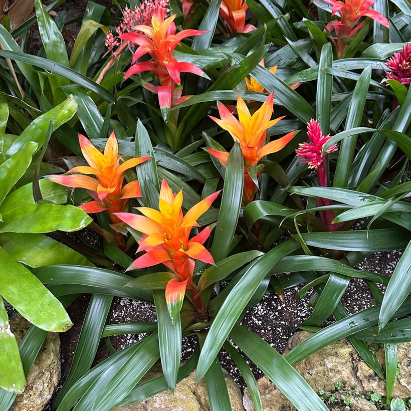 Guzmania Flava (Hafen)
