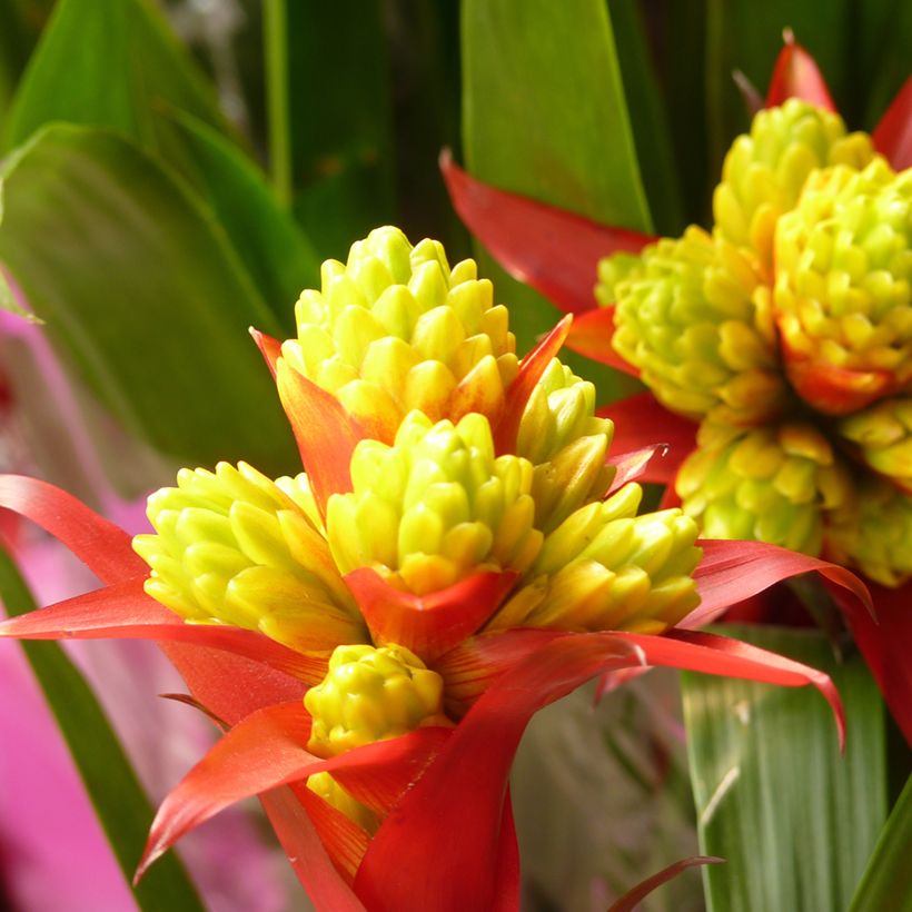 Guzmania Limones (Blüte)