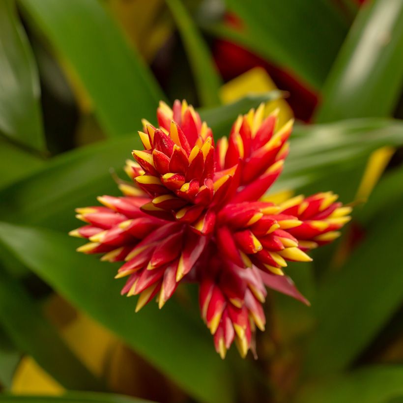 Guzmania Loja (Blüte)