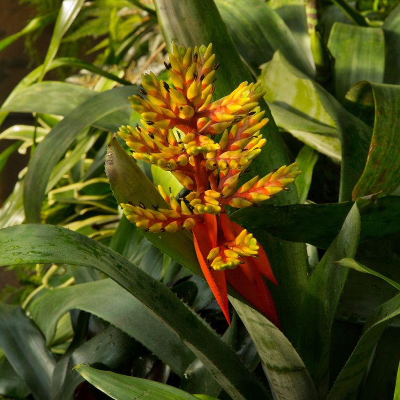 Guzmania Loja (Hafen)
