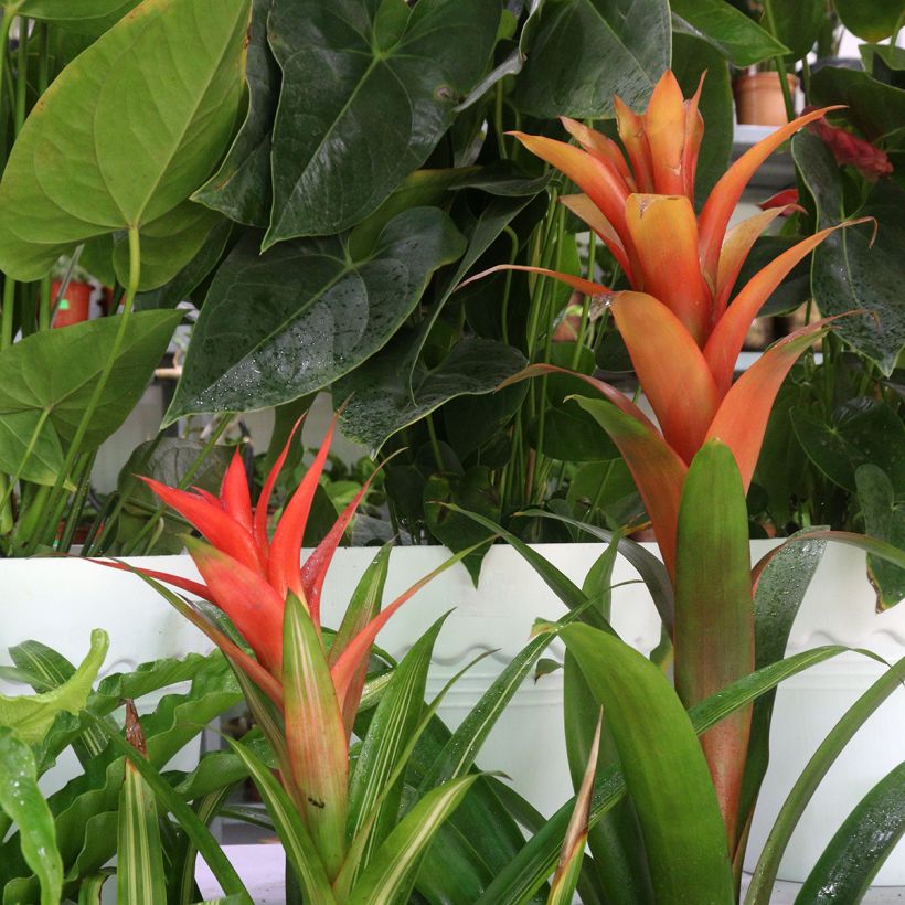 Guzmania Melissa (Hafen)