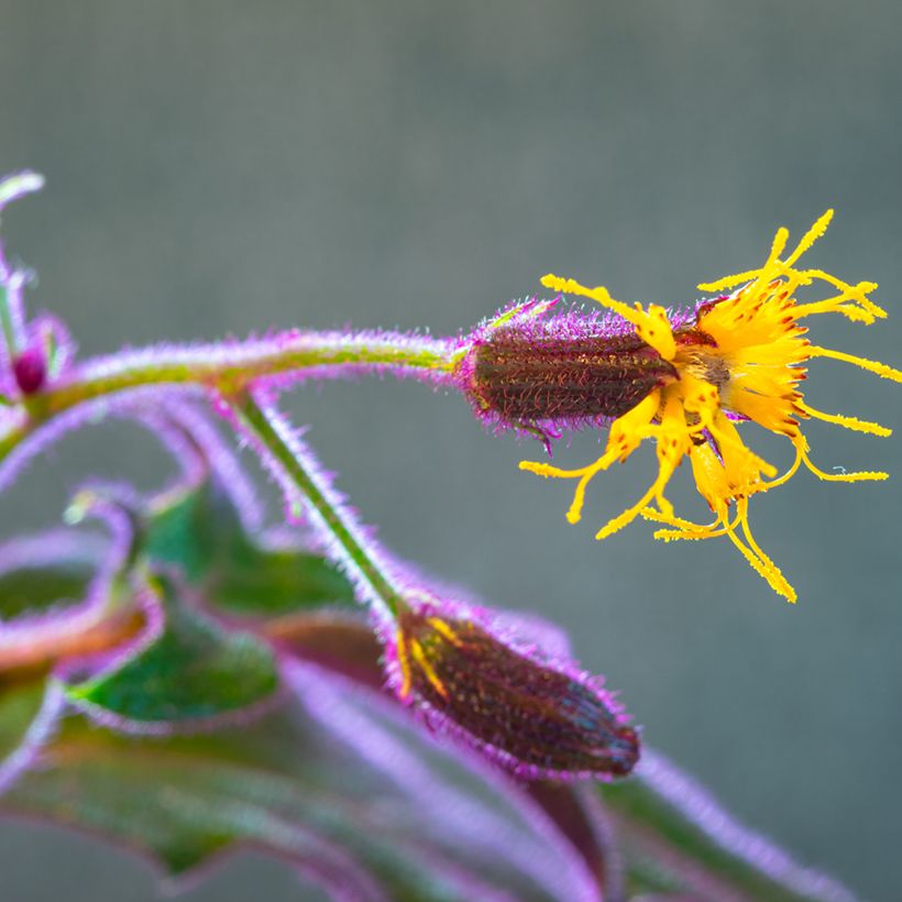 Gynura aurantiaca - Samtpflanze (Blüte)
