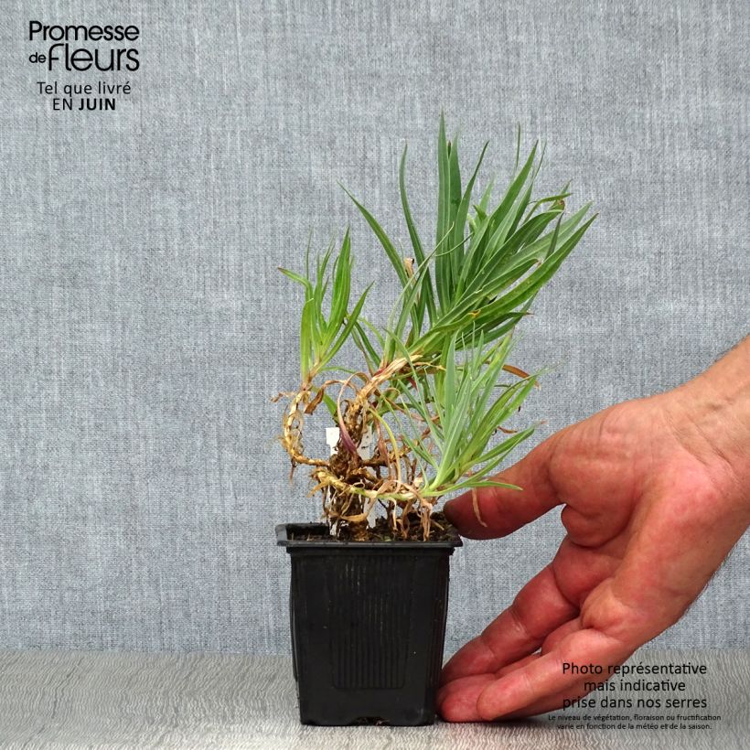 Exemplar von Rispiges Gipskraut Bristol Fairy - Gypsophila paniculata Kleine Töpfe von 8/9 cm wie im Sommer geliefert