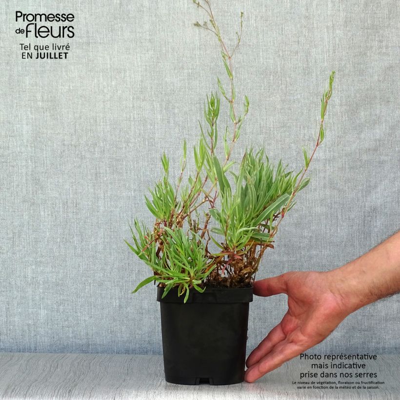 Exemplar von Rispiges Gipskraut Bristol Fairy - Gypsophila paniculata Topf mit 2L/3L wie im Sommer geliefert