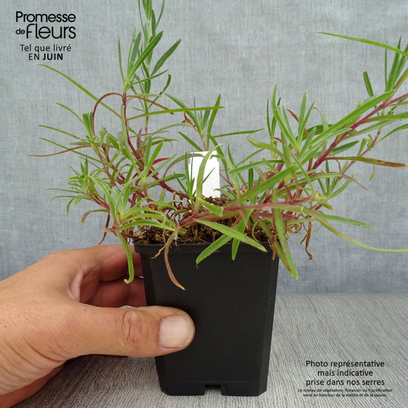 Exemplar von Rispiges Gipskraut Flamingo - Gypsophila paniculata Kleine Töpfe von 8/9 cm wie im Sommer geliefert