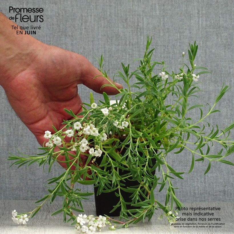 Exemplar von Kriechendes Gipskraut Alba - Gypsophila repens Kleine Töpfe von 8/9 cm wie im Sommer geliefert