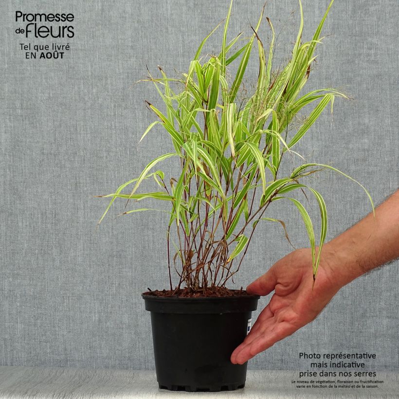 Exemplar von Hakonechloa macra Albostriata - Japangras Topf mit 2L/3L wie im Sommer geliefert