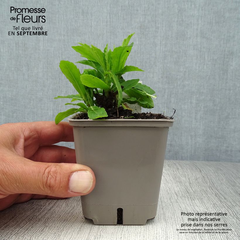 Exemplar von Sonnenbraut Okra Sundae - Helenium Kleine Töpfe von 8/9 cm wie im Herbst geliefert