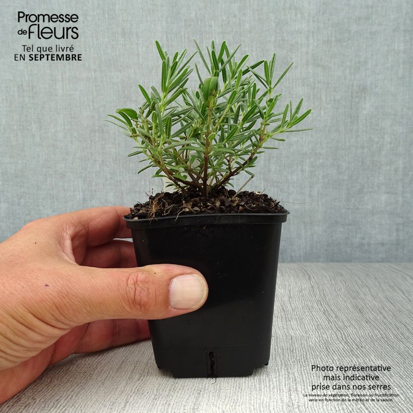 Exemplar von Sonnenröschen Suprême - Helianthemum Kleine Töpfe von 8/9 cm wie im Herbst geliefert