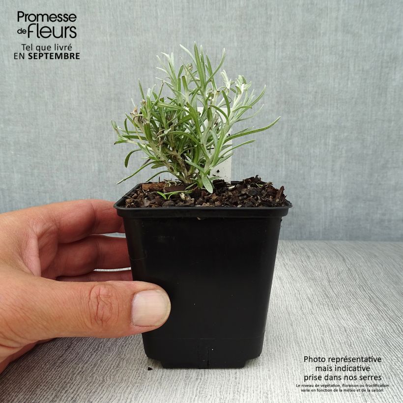 Exemplar von Strohblume Tall Curry - Helichrysum angustifolium Kleine Töpfe von 8/9 cm wie im Herbst geliefert