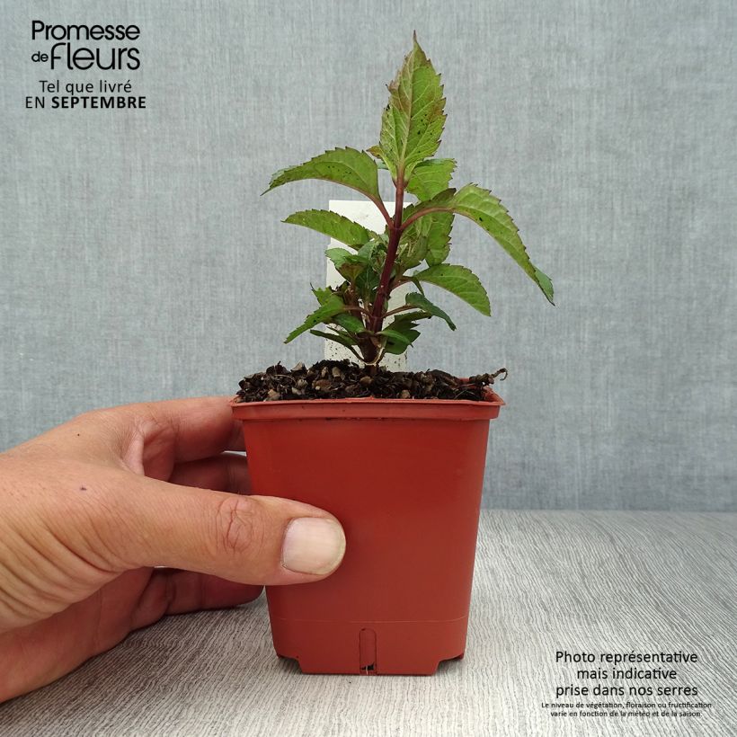 Exemplar von Heliopsis helianthoides var. scabra Punto Rosso - Sonnenauge Kleine Töpfe von 8/9 cm wie im Herbst geliefert