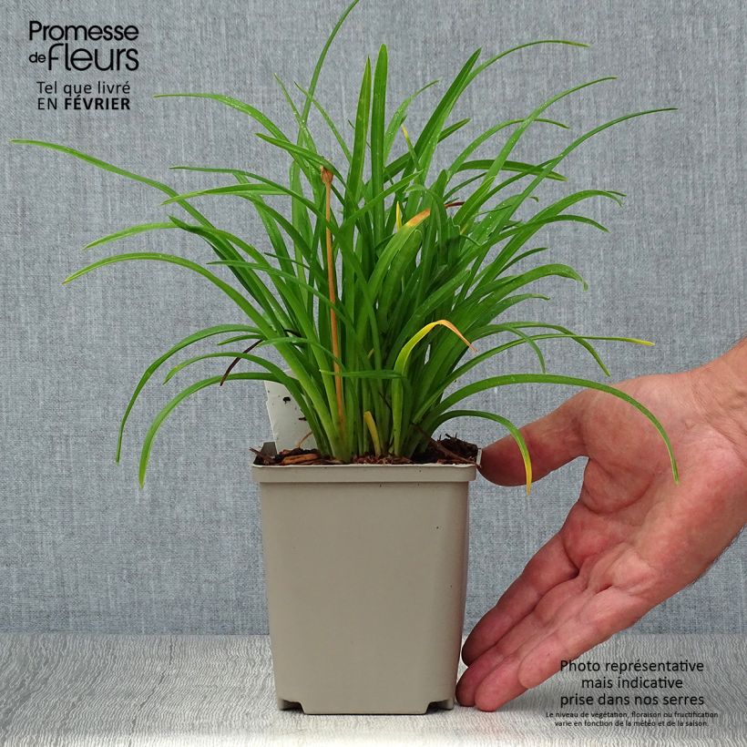 Exemplar von Hemerocallis Everydaylily Cerise - Taglilie Kleine Töpfe von 8/9 cm wie im Herbst geliefert