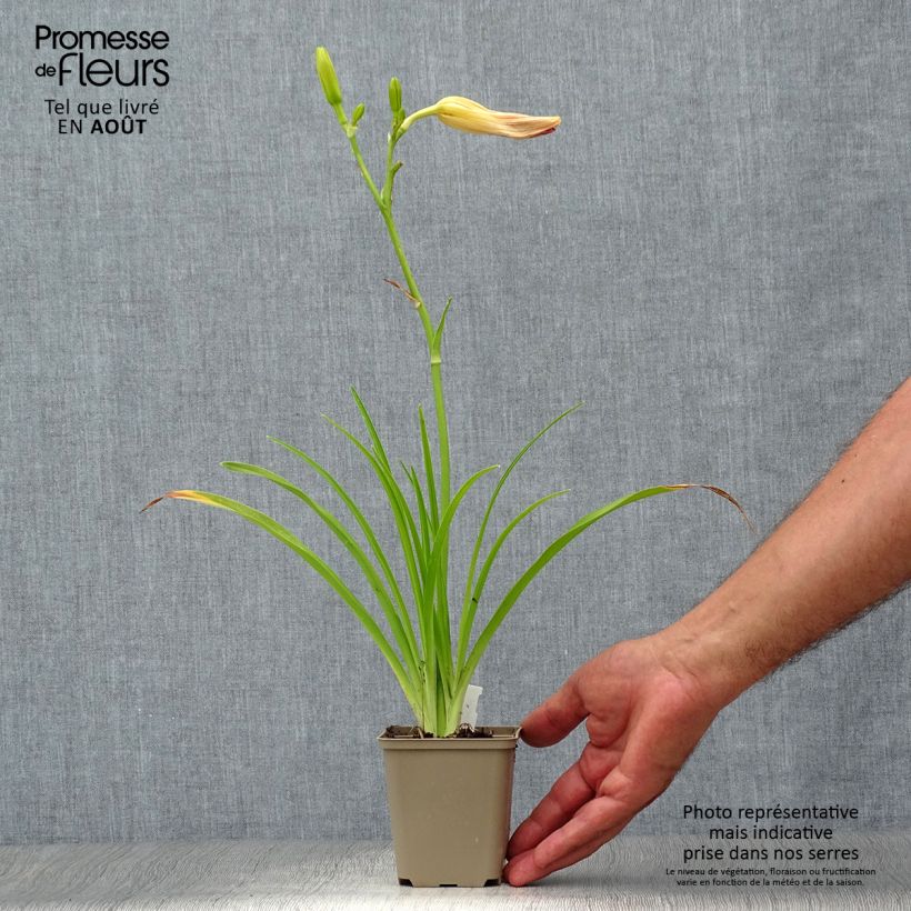 Exemplar von Hemerocallis Final Touch - Taglilie Kleine Töpfe von 8/9 cm wie im Sommer geliefert