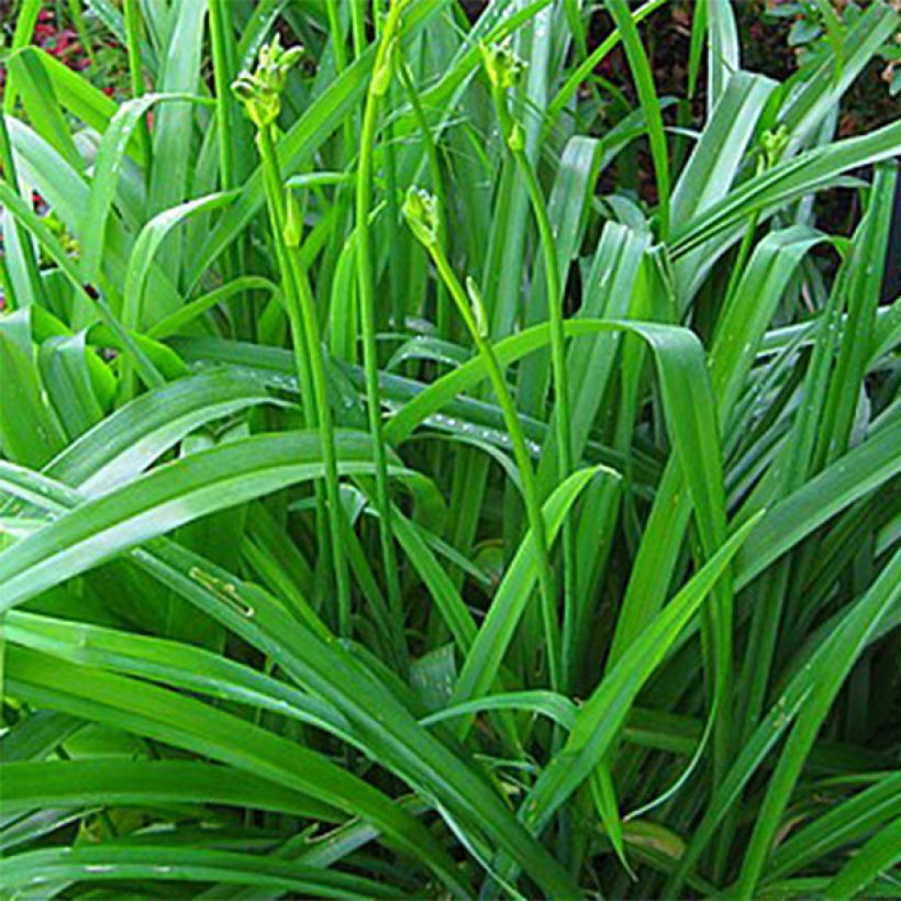 Hemerocallis Lime Frost - Taglilie (Laub)