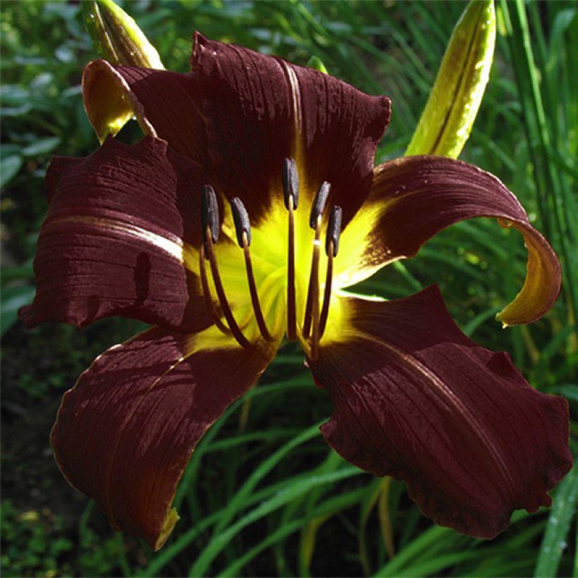 Hemerocallis Midnight Magic - Taglilie (Blüte)