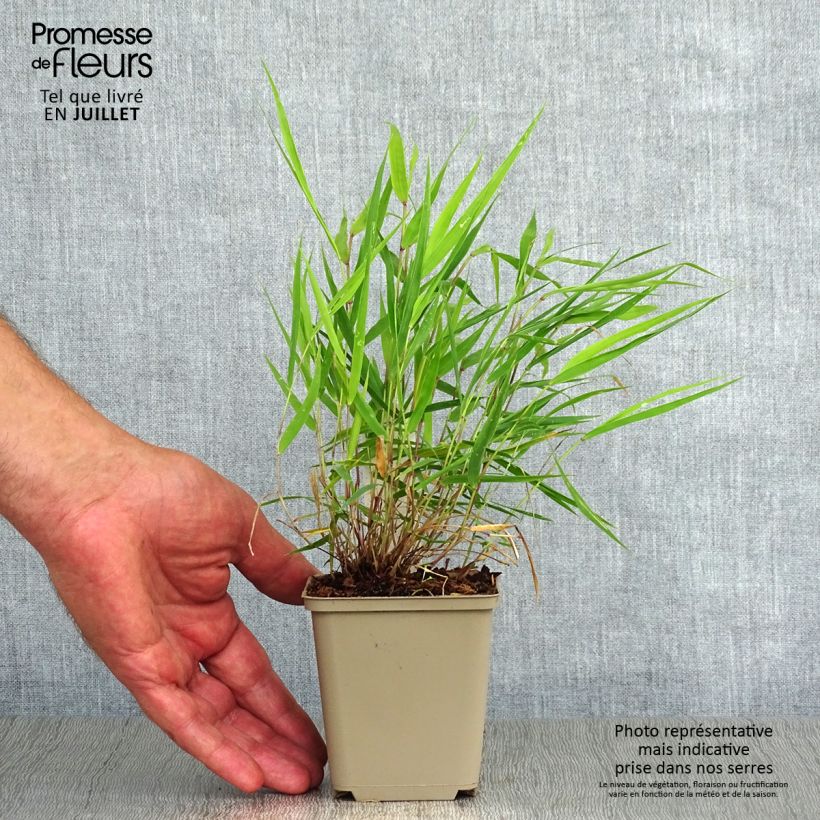 Exemplar von Hakonechloa macra Beni-Kaze - Japangras Kleine Töpfe von 8/9 cm wie im Sommer geliefert