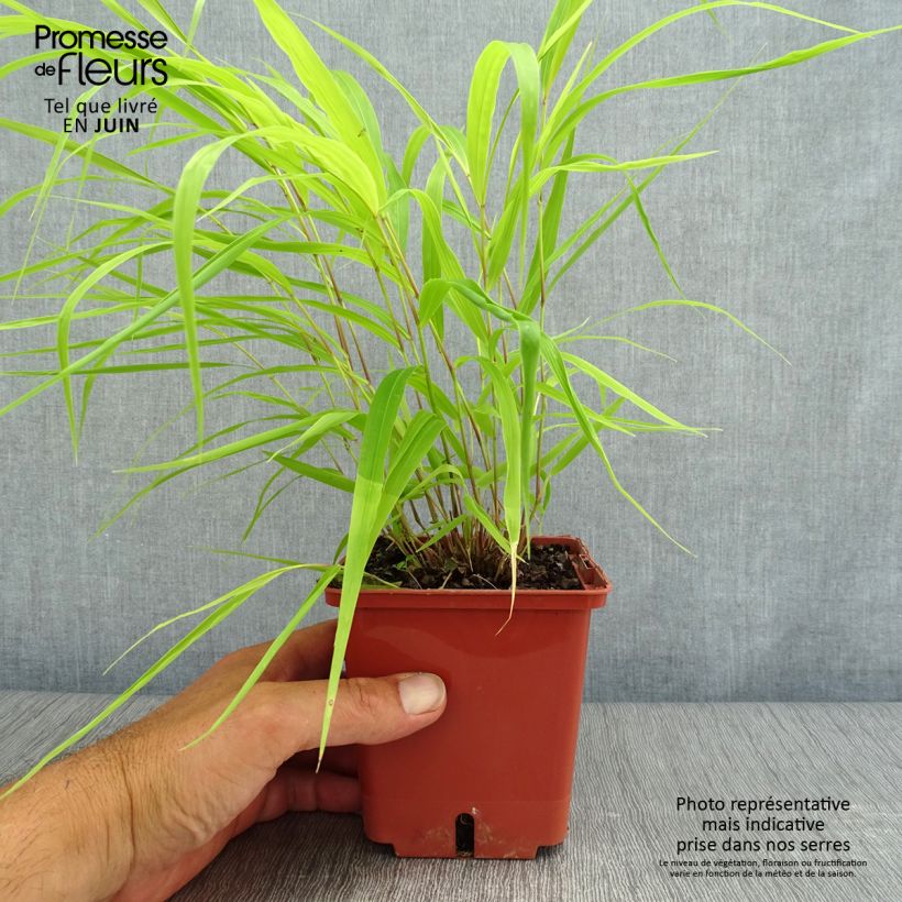 Exemplar von Hakonechloa macra Sunflare - Japangras Topf mit 1L/1,5L wie im Sommer geliefert