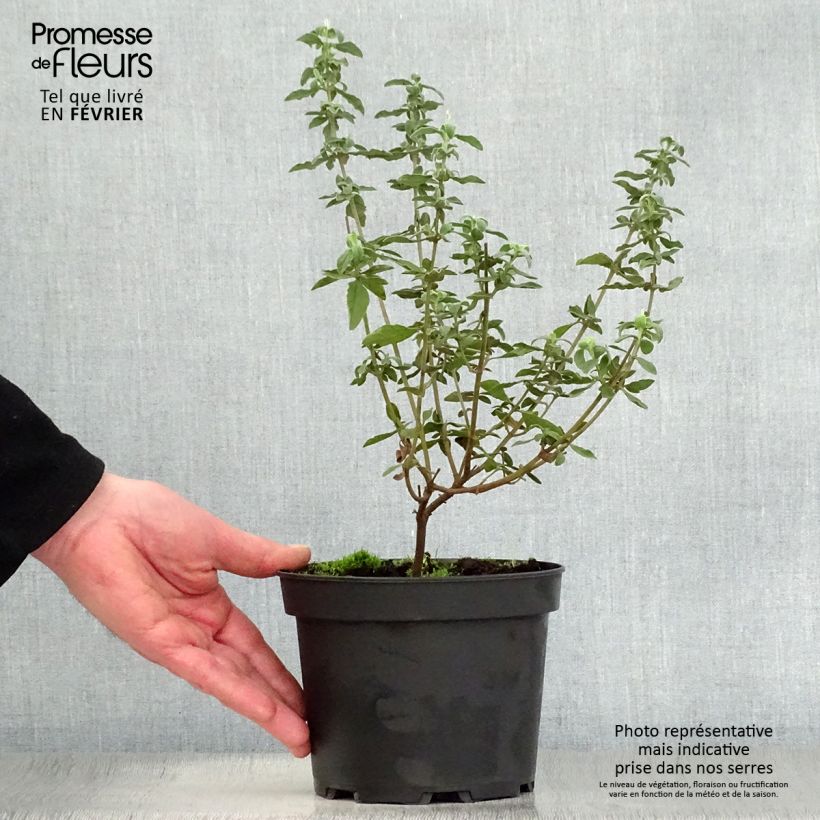 Exemplar von Halimiocistus wintonensis Merrist Wood Cream - Hybrid-Zistrose Topf mit 2L/3L wie im Winter geliefert