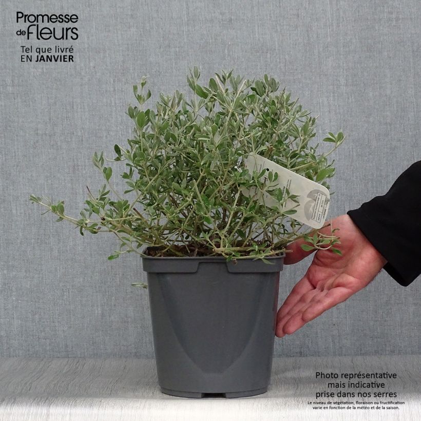 Exemplar von Halimium lasianthum subsp. formosum - Steinrose Topf mit 4L/5L wie im Winter geliefert