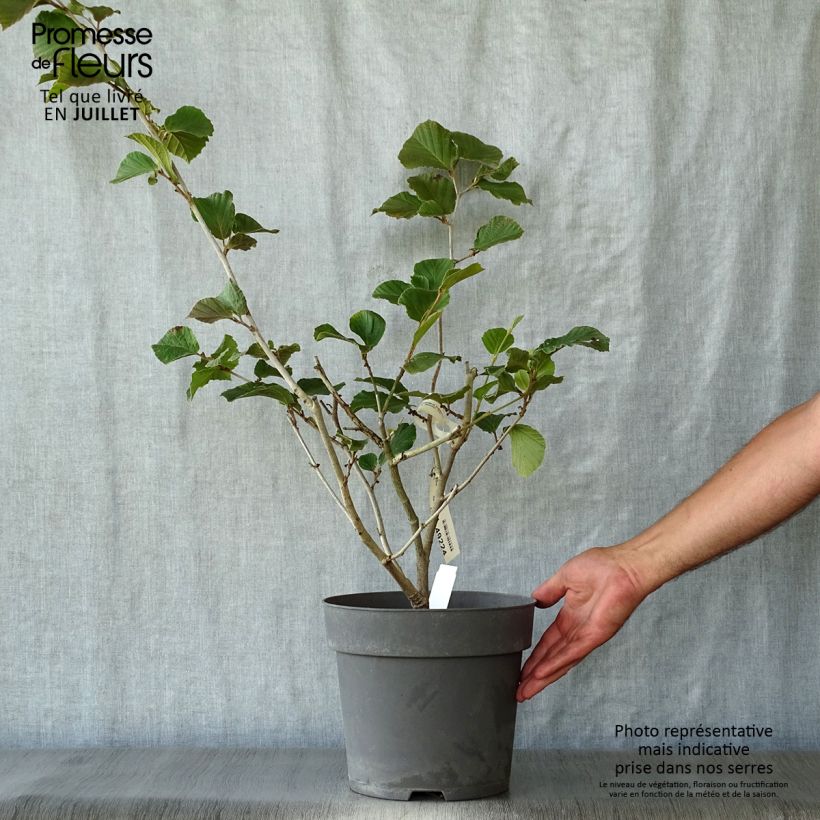 Exemplar von Zaubernuss Ruby Glow - Hamamelis intermedia Topf mit 6L/7L wie im Sommer geliefert