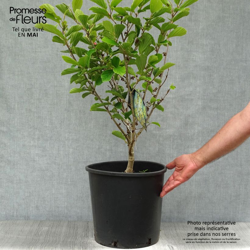 Exemplar von Zaubernuss Arnold Promise - Hamamelis intermedia Topf mit 18L/20L wie im Frühjahr geliefert