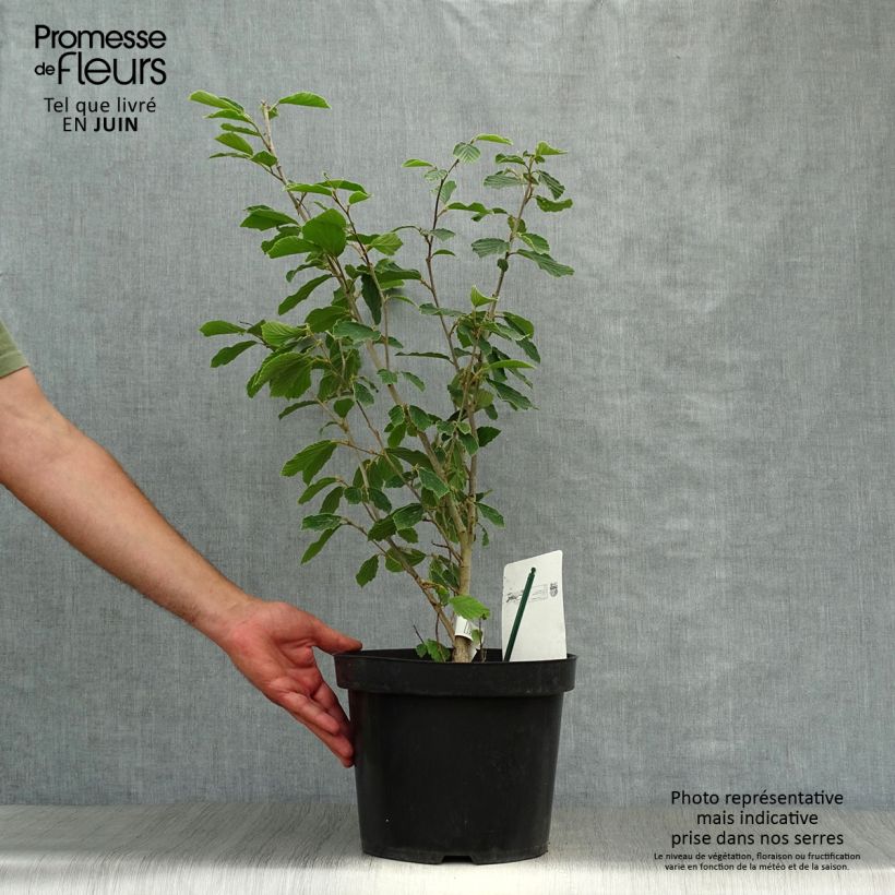 Exemplar von Zaubernuss Arnold Promise - Hamamelis intermedia Topf mit 6L/7L wie im Sommer geliefert