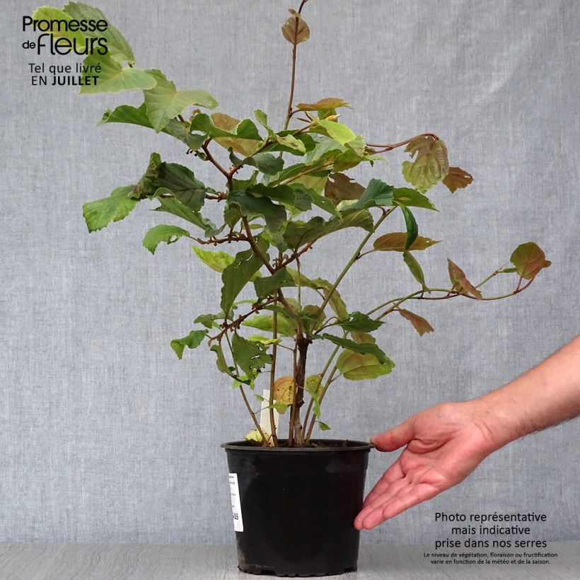 Exemplar von Zaubernuss Diane - Hamamelis intermedia Topf mit 2L/3L wie im Sommer geliefert