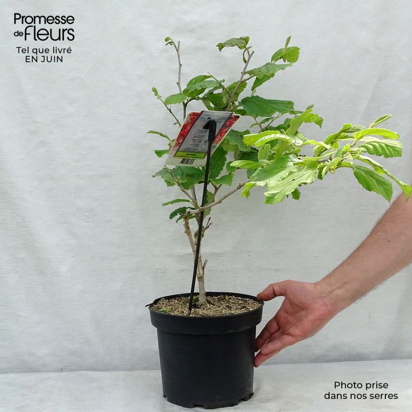 Exemplar von Zaubernuss Diane - Hamamelis intermedia Topf mit 4L/5L wie im Sommer geliefert