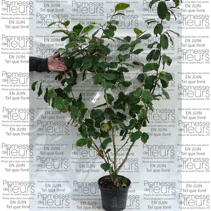 Beispiel eines Exemplars von Chinesische Zaubernuss Pallida - Hamamelis mollis Topf mit 7,5L/10L wie geliefert