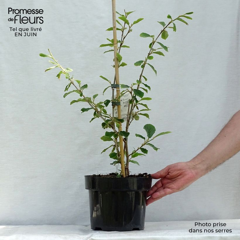 Exemplar von Chinesische Zaubernuss Pallida - Hamamelis mollis Topf mit 4L/5L wie im Sommer geliefert