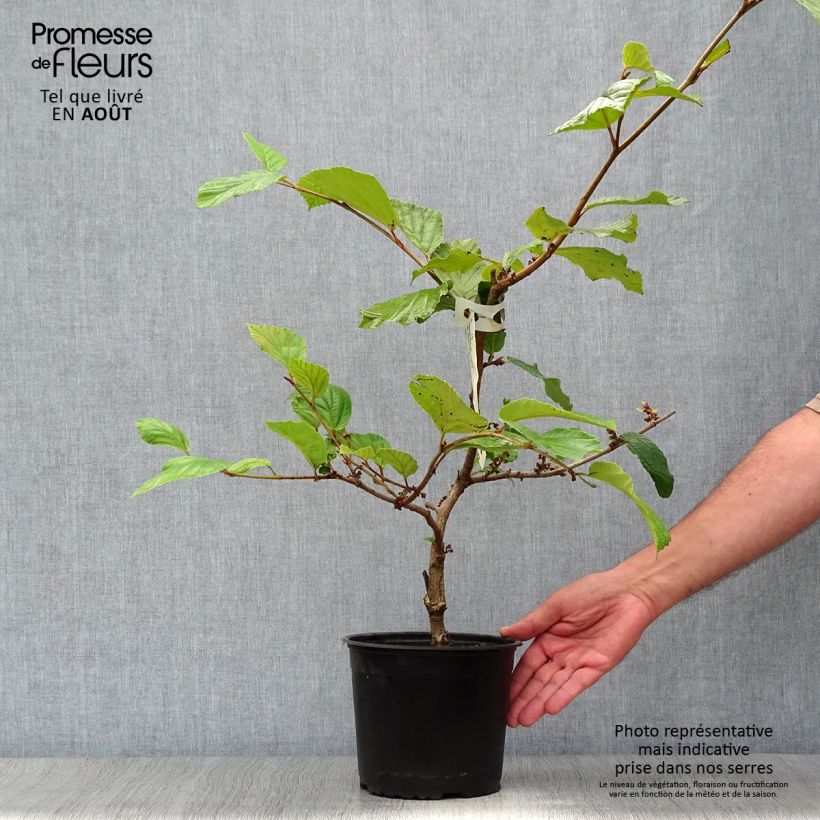 Exemplar von Zaubernuss Jelena - Hamamelis intermedia Topf mit 2L/3L wie im Sommer geliefert