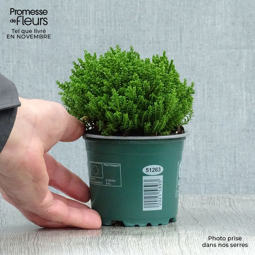 Exemplar von Hebe Emerald Green - Strauchveronika Topf mit 2L/3L wie im Herbst geliefert
