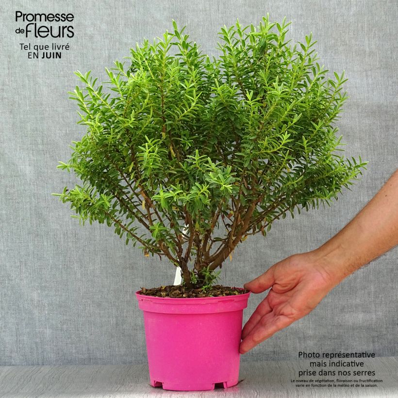 Exemplar von Hebe brachysiphon - Strauchveronika Topf mit 2L/3L wie im Sommer geliefert