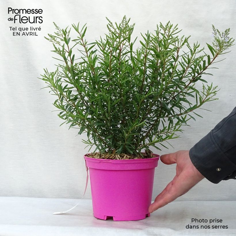 Exemplar von Hebe diosmifolia - Strauchveronika Topf mit 2L/3L wie im Frühjahr geliefert