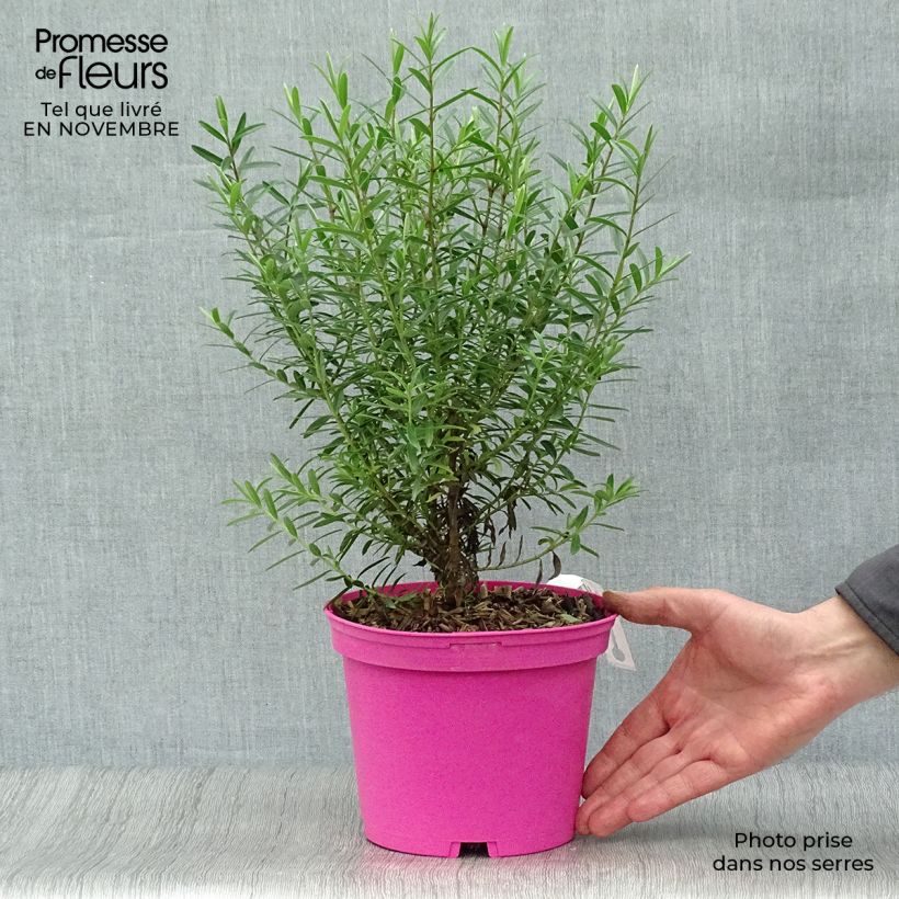 Exemplar von Hebe diosmifolia - Strauchveronika Topf mit 3L/4L wie im Herbst geliefert