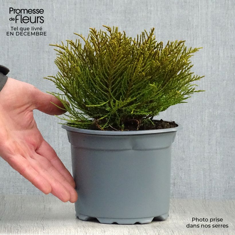 Exemplar von Hebe ochracea - Strauchveronika Topf mit 1,5L/2L wie im Winter geliefert