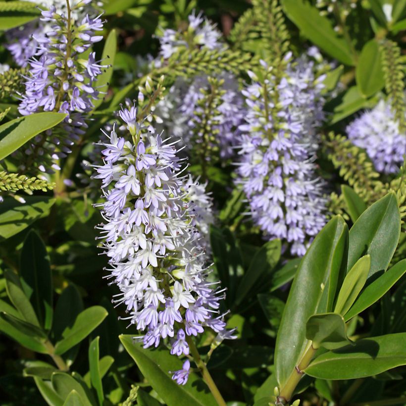 Hebe Wiri Image - Strauchveronika (Blüte)