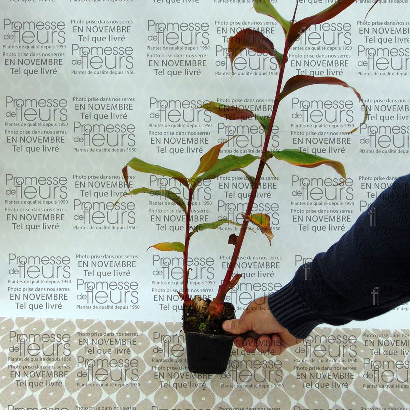 Beispiel eines Exemplars von Bhutan-Ingwer - Hedychium greenii Zwiebel Kaliber/Größe I wie geliefert