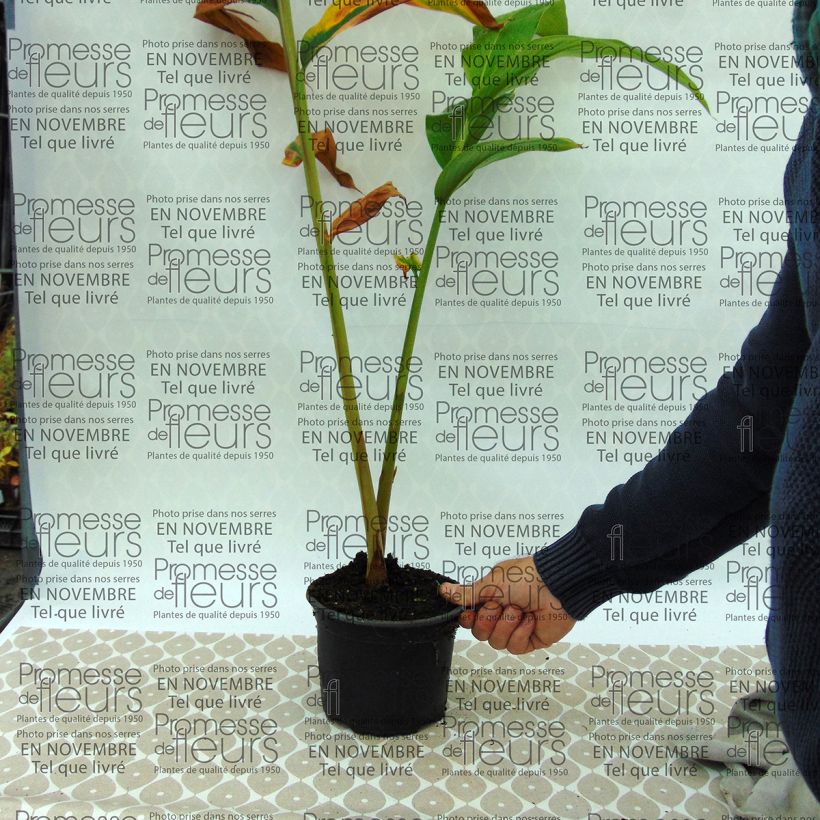 Beispiel eines Exemplars von Hedychium spicatum - Schmetterlingsingwer Topf mit 3L/4L wie geliefert