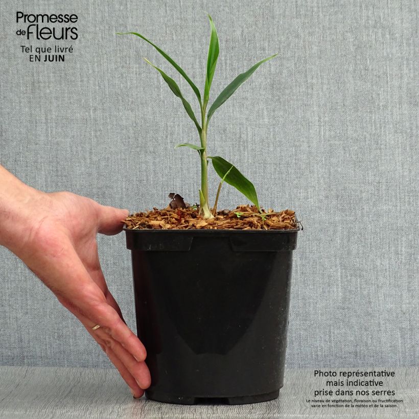 Exemplar von Hedychium villosum var. tenuiflorum - Schmetterlingsingwer Topf mit 3L/4L wie im Sommer geliefert