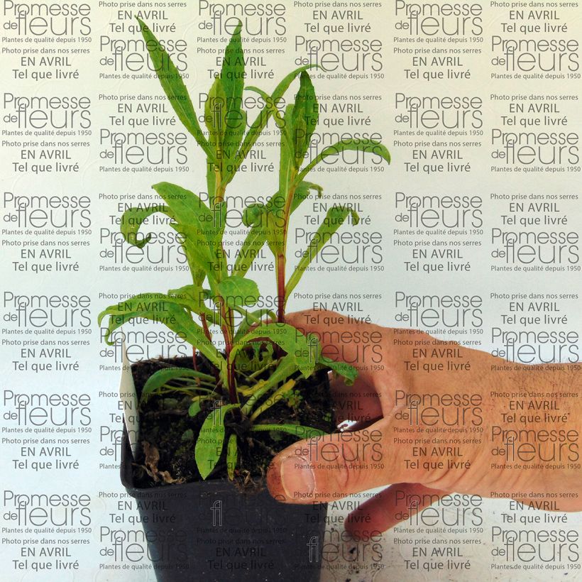 Beispiel eines Exemplars von Sonnenbraut Marion Nickig - Helenium Kleine Töpfe von 8/9 cm wie geliefert